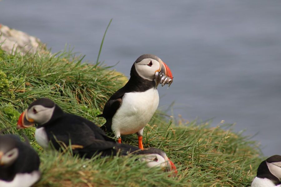 Reykjavik: Puffin Watching Tour - Onboard Birdwatching: How the Guide Helps You Spot Puffins