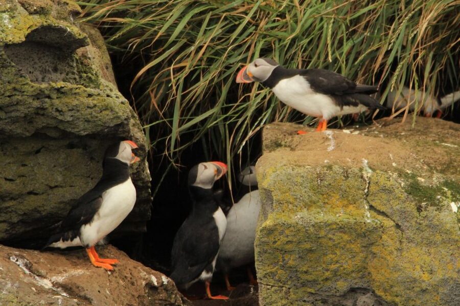 Reykjavik: Puffin Watching Tour - Comfortable in Rain: How Weather Affects Your Experience