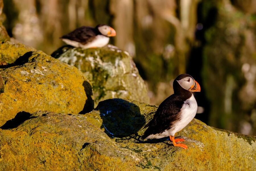 Reykjavik: Puffin Watching Tour - Guide storytelling, photo moments, and using binoculars well