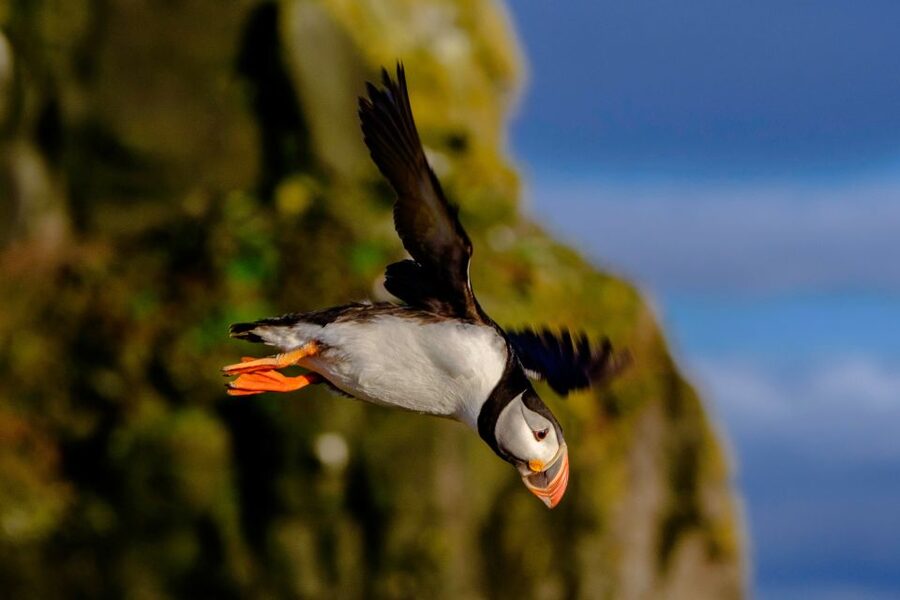 Reykjavik: Puffin Watching Tour - Laying out the hour: a quick sequence you can count on