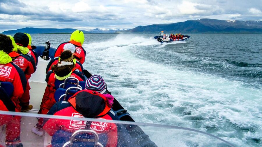 Reykjavik: Puffin Watching Tour - Price and value: is $101 for 1 hour fair?