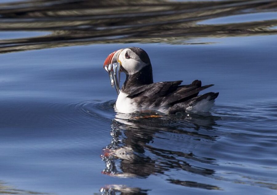 Reykjavik: Puffin Watching Tour by RIB Speedboat - Lundey and Akurey Are the Shortcut to Real Puffin Time