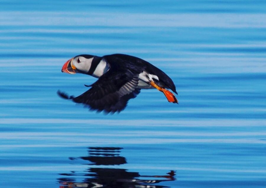 Reykjavik: Puffin Watching Tour by RIB Speedboat - The One-Hour Window: How the Timing Works on a RIB Speedboat