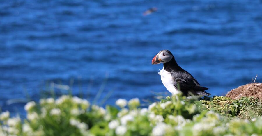 Reykjavik: Puffin Watching Tour - Getting to the Whale Safari office in Reykjavik Old Harbour