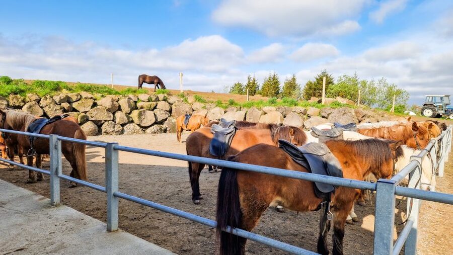 Reykjavik: Red Lava Horse Riding Tour - Value and Price: What $142 Buys You (and Why It Adds Up)