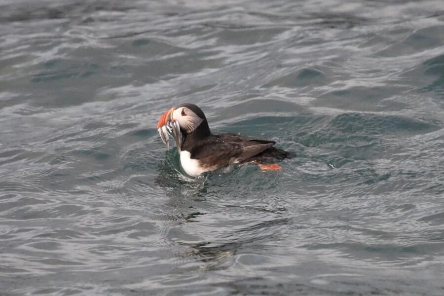 Reykjavík: RIB Speed-Boat Puffin Watching Tour - Key Things That Make This Tour Worth Your Time
