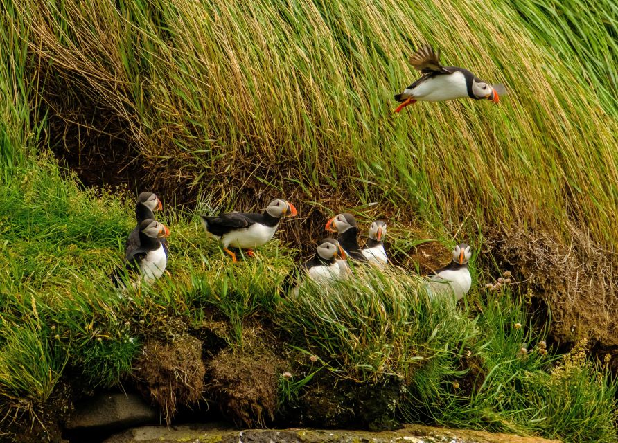 Reykjavík: RIB Speed-Boat Puffin Watching Tour - Reykjavik Puffins Close-Up From a RIB Speed-Boat