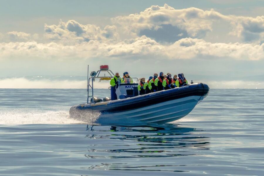 Reykjavík: RIB Speed-Boat Puffin Watching Tour - How Close You Really Get, and Why It Matters for Photos