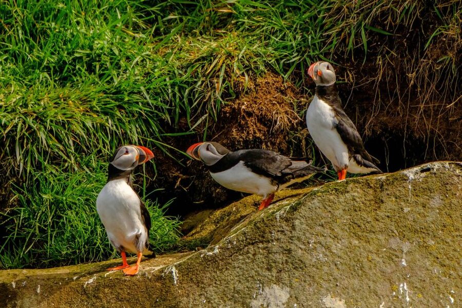 Reykjavík: RIB Speed-Boat Puffin Watching Tour - Practical Tips Before You Go to the REYKJAVIK BY BOAT Hut