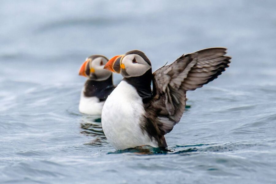 Reykjavík: RIB Speed-Boat Puffin Watching Tour - The 1-Hour Route: From Harpa Views to Puffin Islands