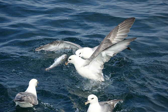 Reykjavik's Finest Catch: Guided Sea Angling Tour for All Levels - Species and expectations: you’re fishing for bites, not a guarantee