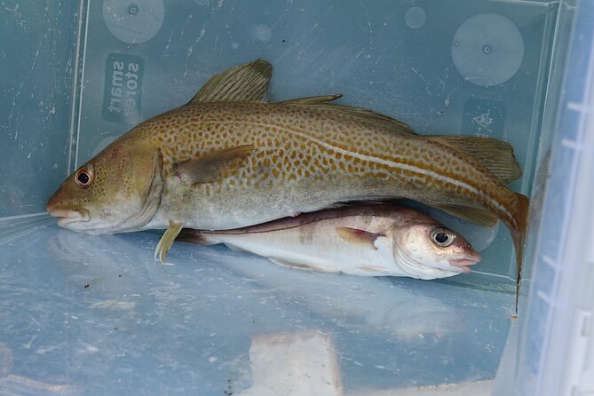 Reykjavik's Finest Catch: Guided Sea Angling Tour for All Levels - Value for $181.02: what you’re getting for the money