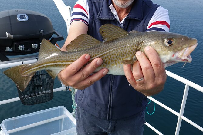 Reykjavik's Finest Catch: Guided Sea Angling Tour for All Levels - The fishing itself: secret spots, real chances at cod and haddock