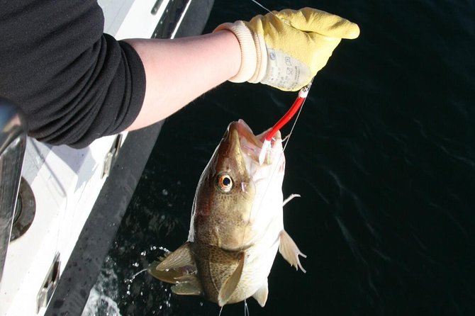 Reykjavik Sea Angling Gourmet - Price and value: why $160 can make sense here