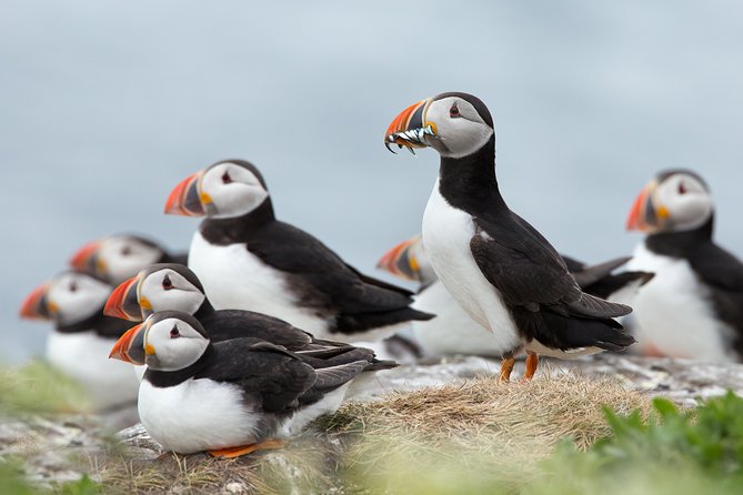 Reykjavik Shore Excursion: Puffin Sightseeing Cruise - Key Highlights Worth Booking