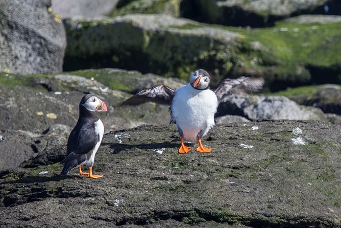 Reykjavik Shore Excursion: Puffin Sightseeing Cruise - Choosing the Right Side of the Boat for Puffin Photos