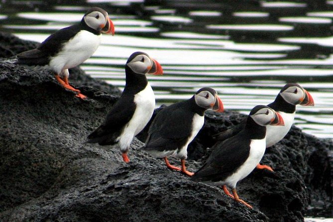Reykjavik Shore Excursion: Puffin Sightseeing Cruise - Binoculars and Birdwatching Setup: What You Get, What to Bring