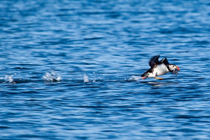 Reykjavik Shore Excursion: Puffin Sightseeing Cruise - Wildlife Focus: Puffins, Arctic Terns, and the Colony Activity