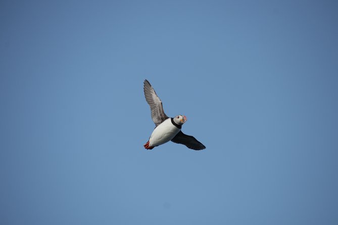 Reykjavik Shore Excursion: Puffin Sightseeing Cruise - The Guide Experience: Commentary That Makes the Cruise Click