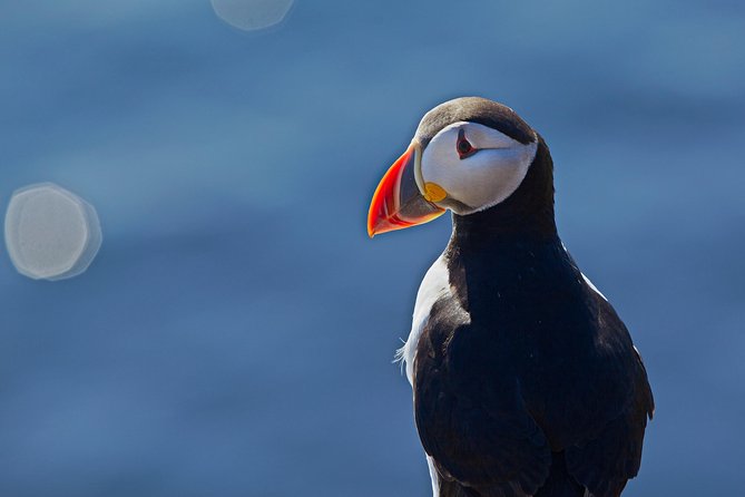 Reykjavik Shore Excursion: Puffin Sightseeing Cruise - Price and Value: Is $63.51 Worth It?