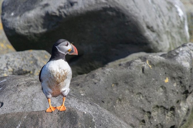 Reykjavik Shore Excursion: Puffin Sightseeing Cruise - Weather Reality: When the Cruise Is Cancelled or Rolled With the Waves