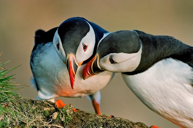 Reykjavik Shore Excursion: Puffin Sightseeing Cruise - From Skarfabakki Harbour to Akurey Island: Timing and How It Feels On Board