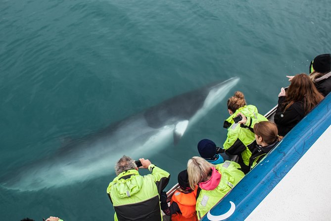 Reykjavik Shore Excursion: Whale-Watching Cruise - Why Faxafloi Bay Whale Watching Makes Sense From Reykjavik