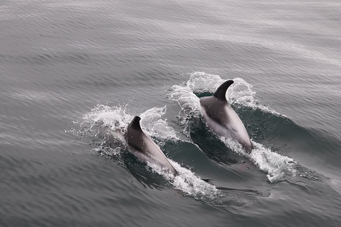 Reykjavik Shore Excursion: Whale-Watching Cruise - Two Cruise Choices, and When Each One Works Best