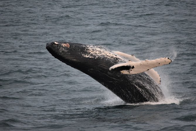 Reykjavik Shore Excursion: Whale-Watching Cruise - The Boat, the Guide, and the Built-In Spotting Help