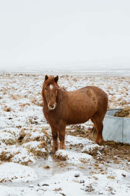 Reykjavik: Silver Circle + Ice Tunnel, Baths, or Lava Cave - The Silver Circle loop that hits three kinds of Iceland in one go