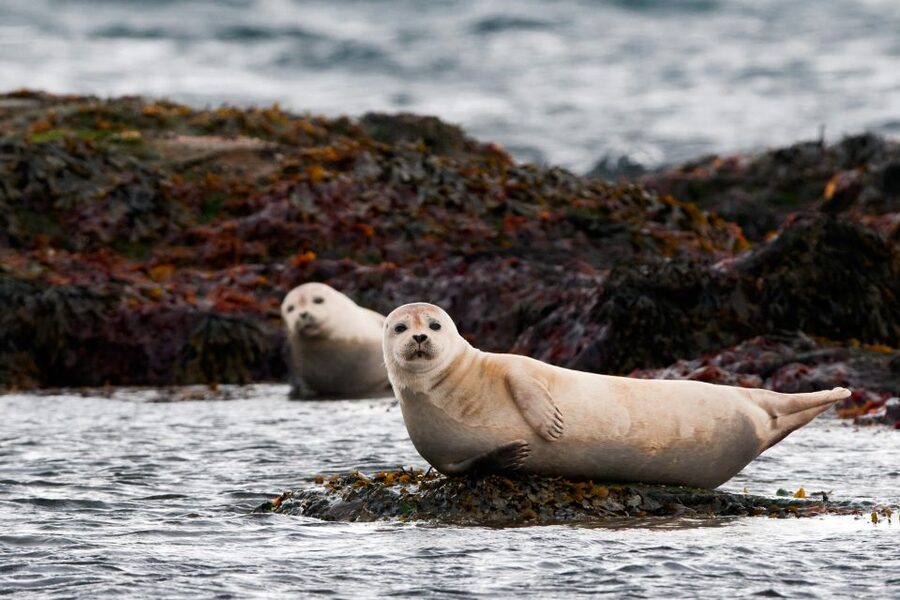 Reykjavik: Small-Group Snæfellsnes Day Trip - Small-group comfort, 11-hour pace, and why the bus time matters