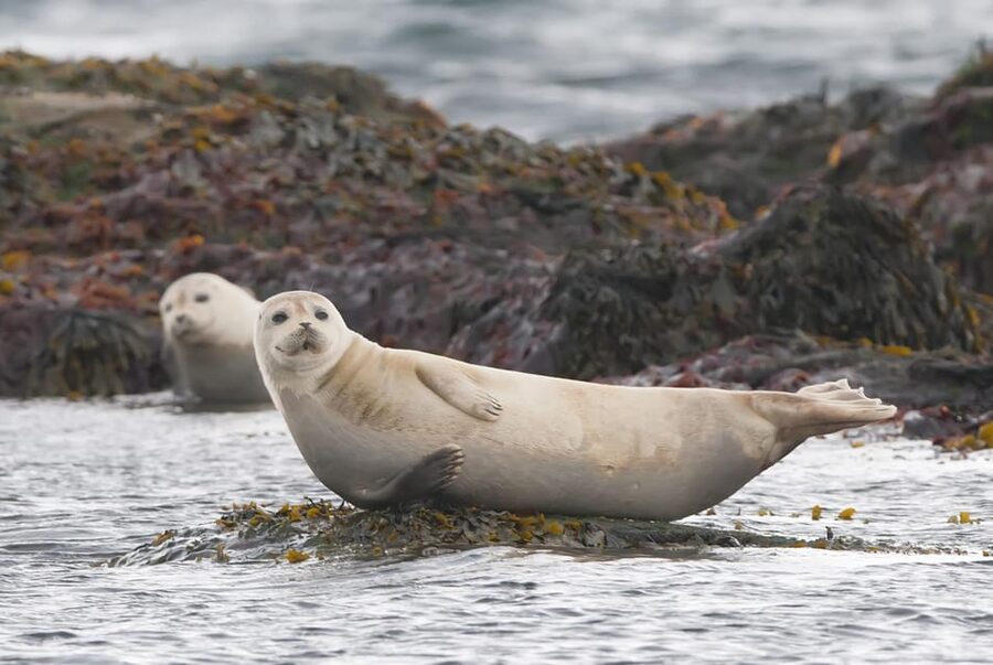Reykjavik: Small-Group Snaefellsnes Peninsula Adventure Tour - Lóndrangar basalt cliffs, sea drama and bird life