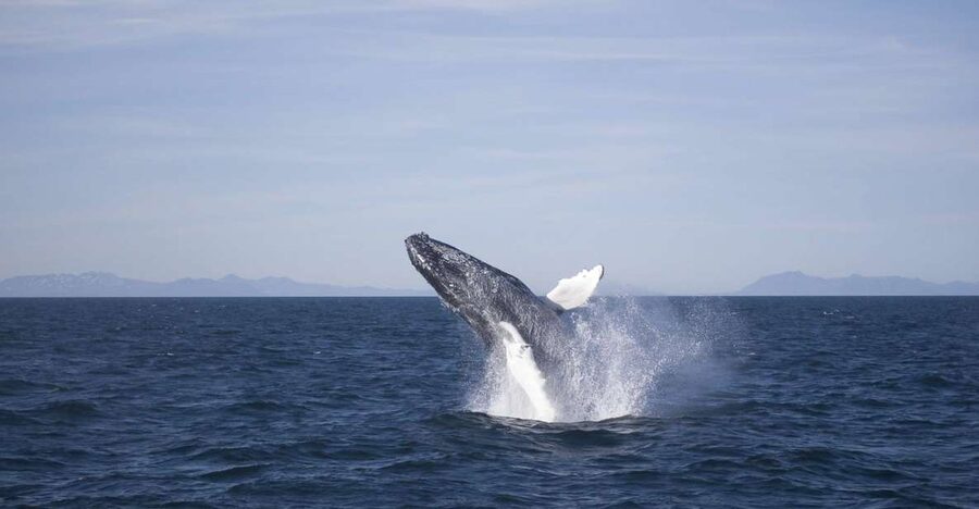 Reykjavik: the Original 3-Hour Whale Watching Tour - Key highlights you’ll feel on this cruise