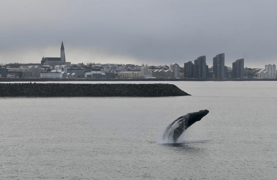 Reykjavik: the Original 3-Hour Whale Watching Tour - Timing, weather, and what changes in summer vs winter