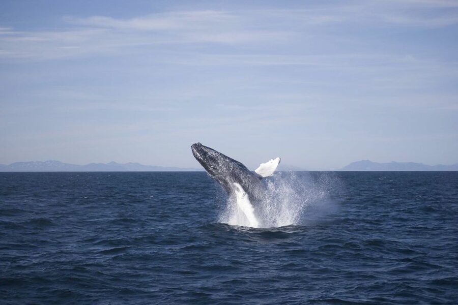 Reykjavik: the Original 3-Hour Whale Watching Tour - Faxaflói Bay: why this cruise has such strong odds