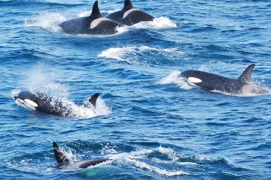 Reykjavik: the Original 3-Hour Whale Watching Tour - Boarding Elding: 3 hours, multiple decks, and staying warm