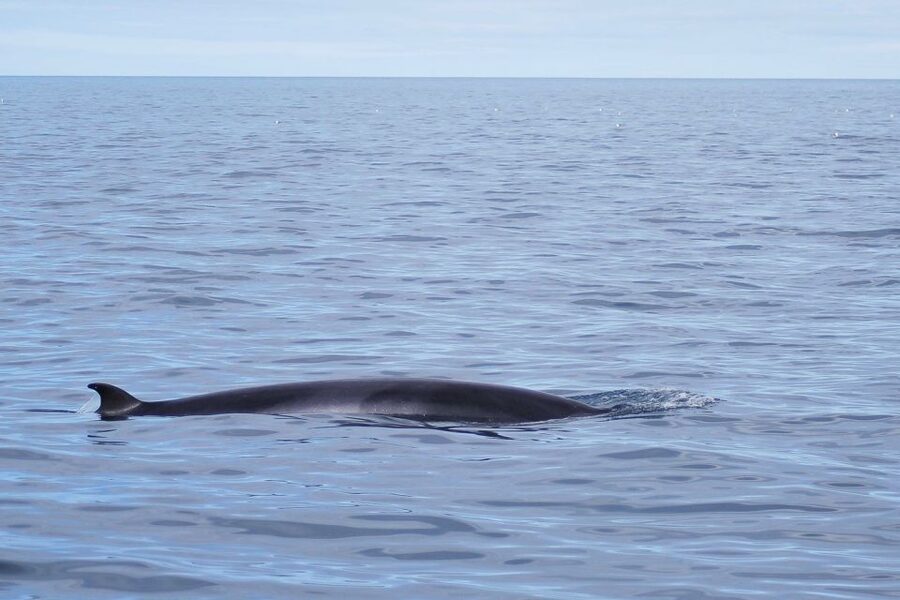 Reykjavik: the Original 3-Hour Whale Watching Tour - What you’re likely to see: humpbacks, minke whales, dolphins, porpoises