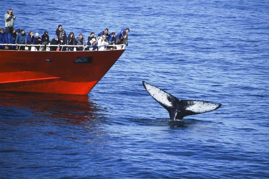 Reykjavik: the Original 3-Hour Whale Watching Tour - Live marine biologist commentary, and why it makes the cruise better