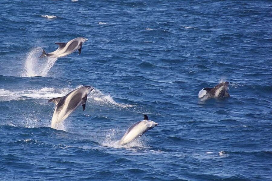 Reykjavik: the Original 3-Hour Whale Watching Tour - Deck strategy: how to get the best views without ruining your ears or legs