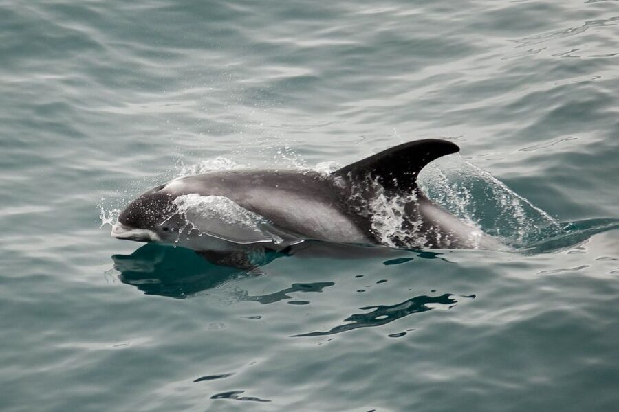 Reykjavik: the Original 3-Hour Whale Watching Tour - Value at $108 per person: what you get for your money
