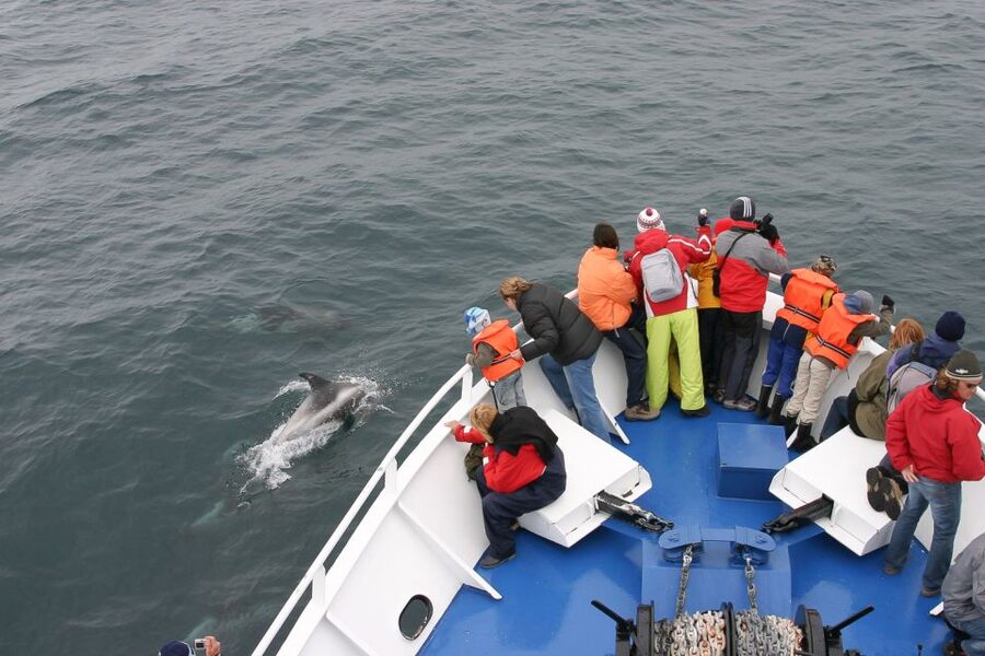 Reykjavik: the Original 3-Hour Whale Watching Tour - Getting started at Reykjavik Old Harbour and the Whale Watching Centre