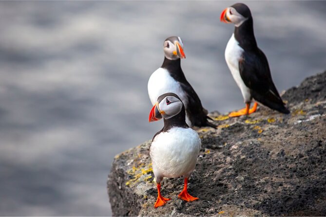 Reykjavík: Westman Islands, Volcanoes and Puffins Minibus Tour - Key Things to Know Before You Go