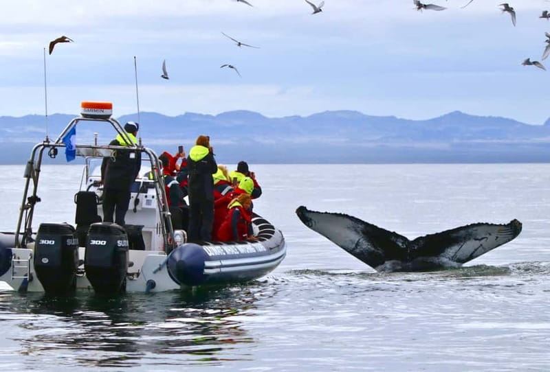 Reykjavik: Whale and Puffin Watching RIB Boat Tour - Key Things That Make This Tour Worth Your Time