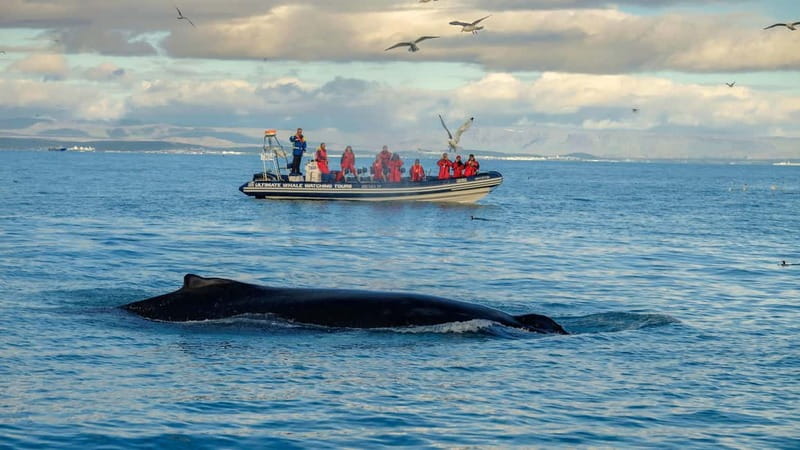 Reykjavik: Whale and Puffin Watching RIB Boat Tour - RIB Speed and Close-Up Wildlife, Why This Tour Feels Different