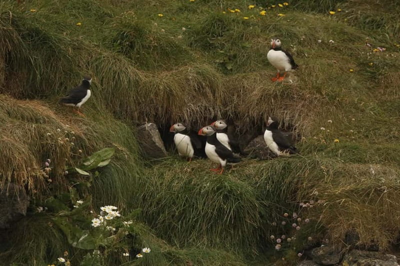 Reykjavik: Whale and Puffin Watching RIB Boat Tour - The Species You Might See, and the Smart Way to Set Expectations
