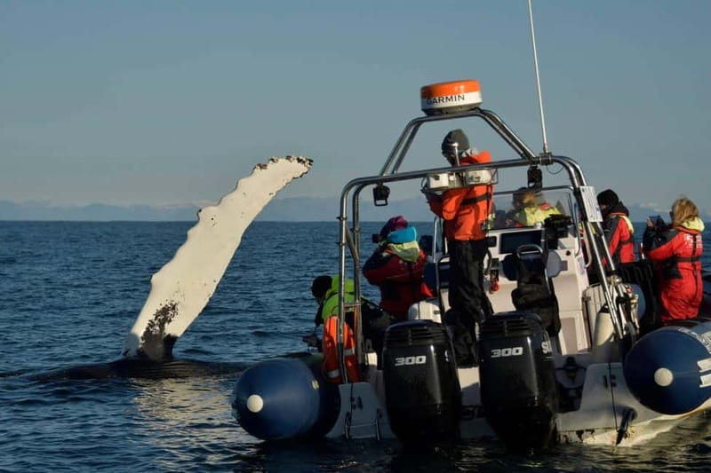 Reykjavik: Whale and Puffin Watching RIB Boat Tour - What the Ride Feels Like, and How to Stay Warm and Steady