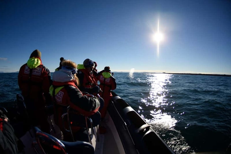 Reykjavik: Whale and Puffin Watching RIB Boat Tour - Photos, Videos, and Why the Camera Plan Can Be Simpler Than You Think
