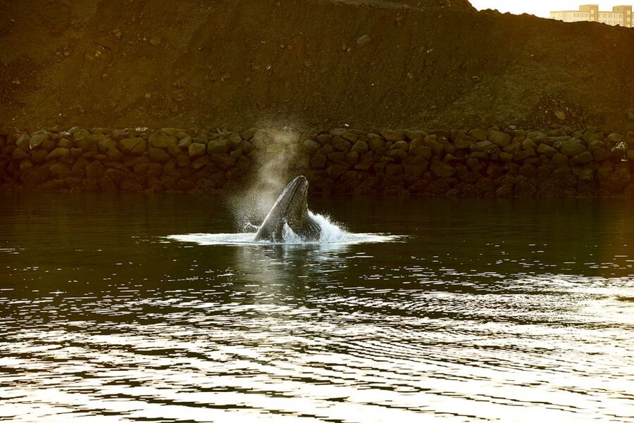 Reykjavik: Whale & Marine Adventure Tour - Why Reykjavík’s Old Harbor is a whale-watching sweet spot