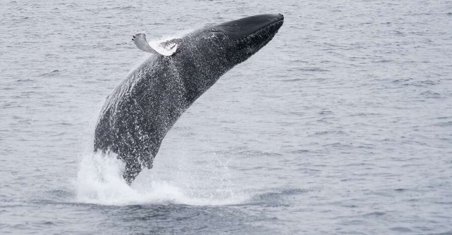 Reykjavik: Whale & Marine Adventure Tour - How the boat’s inside and outside zones improve your chances