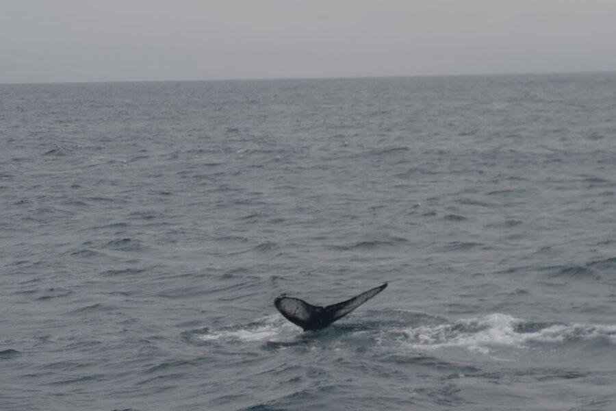 Reykjavik: Whale Watching and Dolphin Watching Yacht Cruise - Key things to know before you go